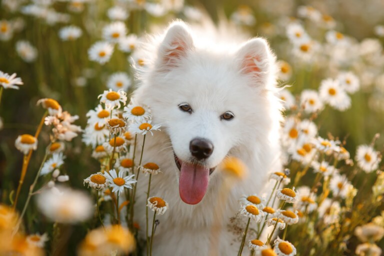 Pies chmurka, czyli samojed! Jaki jest jego charakter? Wszystko, co musisz wiedzieć o tej rasie psów