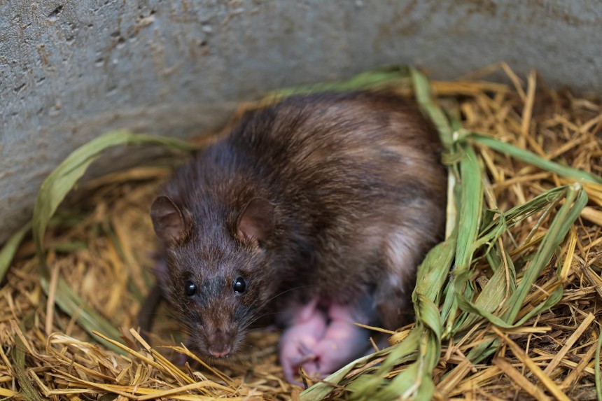 Jak wygląda szczur w ciąży?