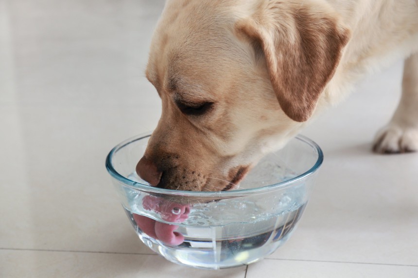 Czy pies może pić wodę mineralną albo źródlaną?