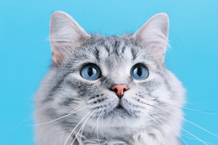 Szary kotek z niebieskimi oczami - brytyjczyk
