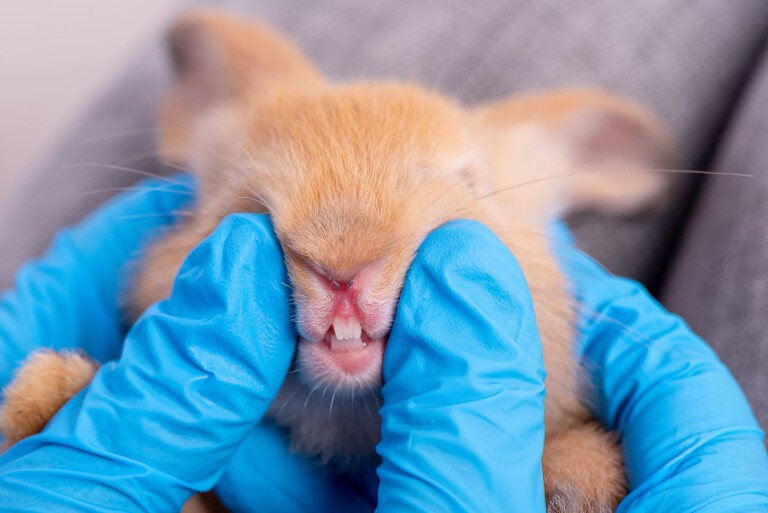 Zęby królika – co robić, gdy zaobserwujesz ich przerost?