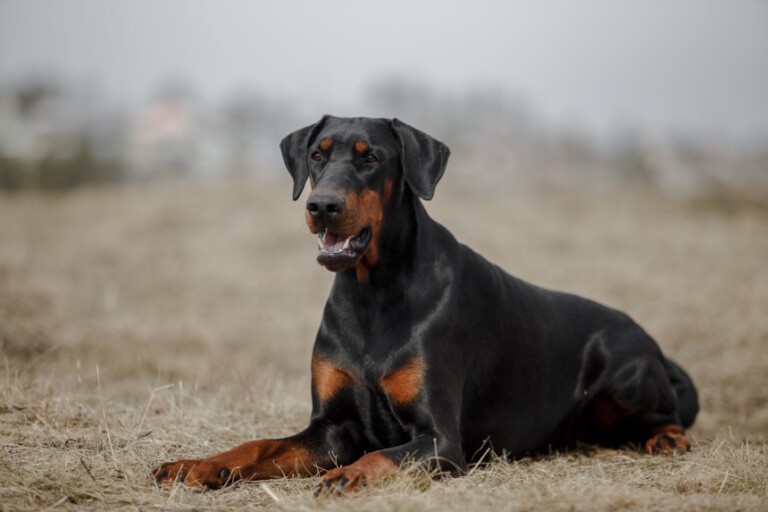 Doberman – wszystko, co warto wiedzieć o rasie