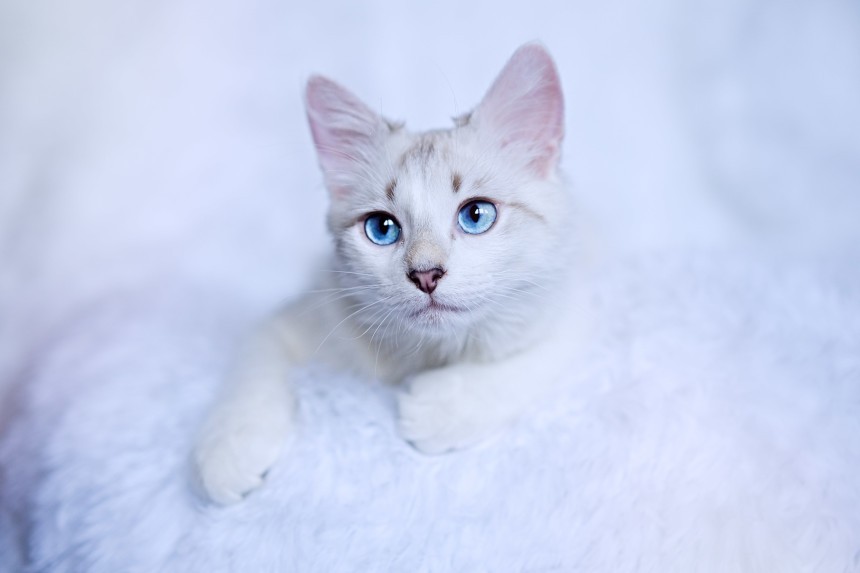 Jakie są rasy kotów z niebieskimi oczami?