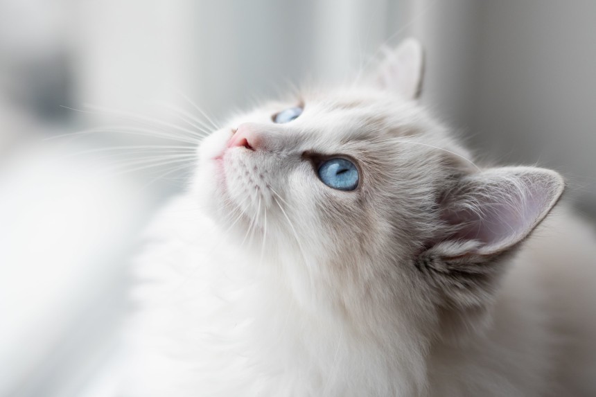 Białe koty z niebieskimi oczami- ragdoll.