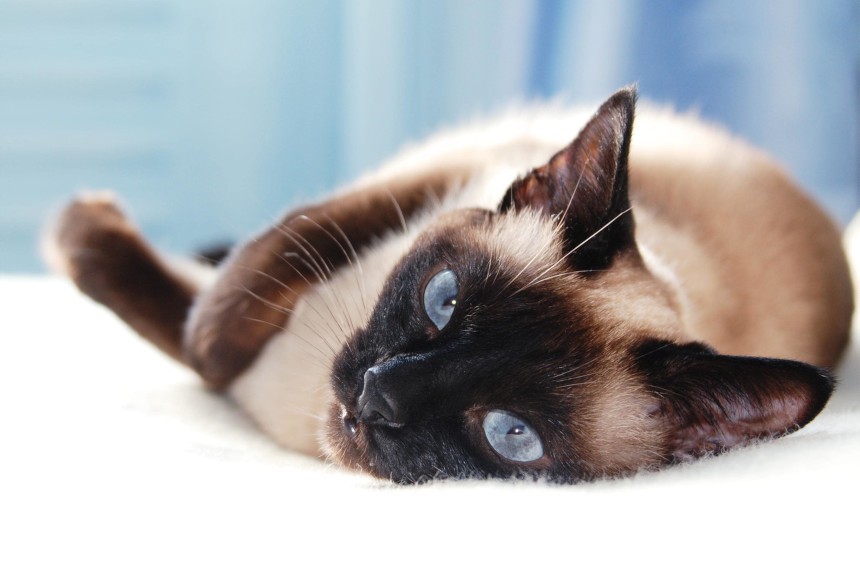 Koty szare z niebieskimi oczami