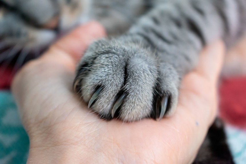Ile koty mają palców ?