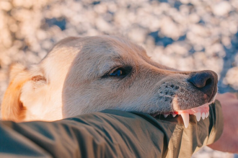 Pogryzienie przez psa – jak zareagować i co zrobić?