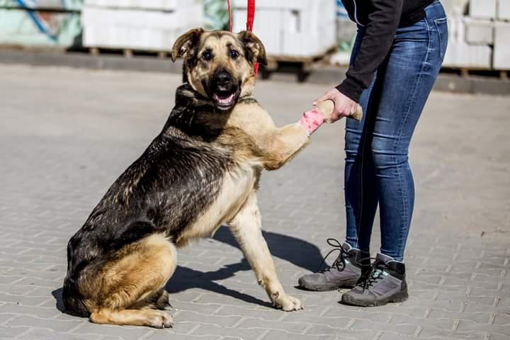 Pupilka - kundelek do adopcji