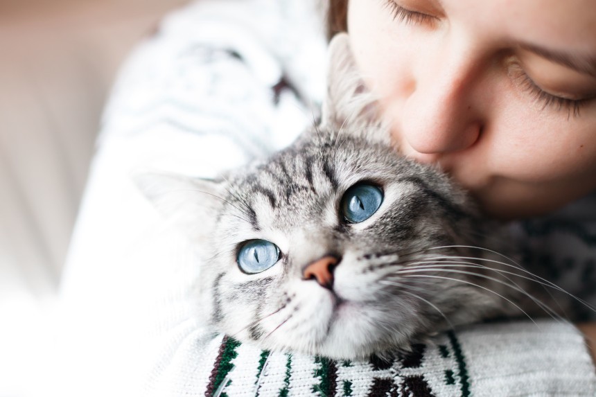 Jakie są koty z niebieskimi oczami?