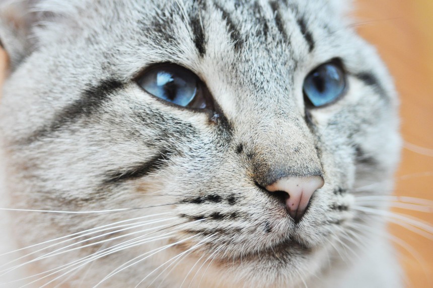 Koty szare z niebieskimi oczami