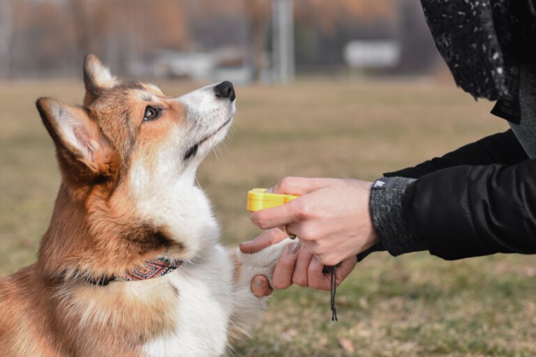 Kliker dla psa – co to i jak go używać?