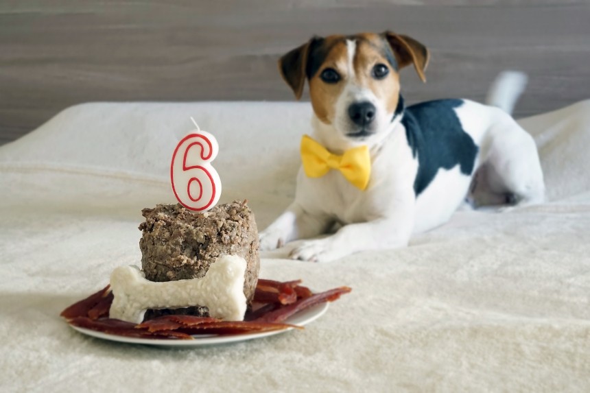 Tort urodzinowy dla psa