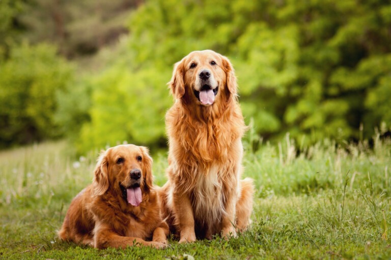 Golden retriever, czyli pies uwielbiający człowieka