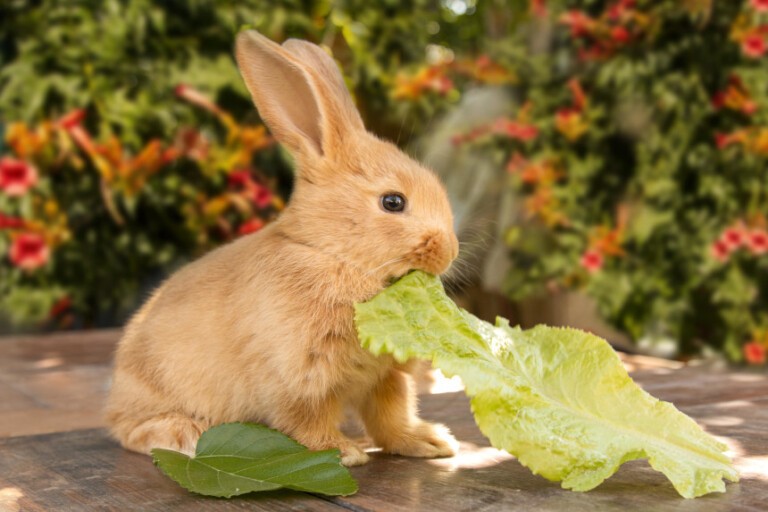 Czy króliki mogą jeść kapustę i kalarepę?