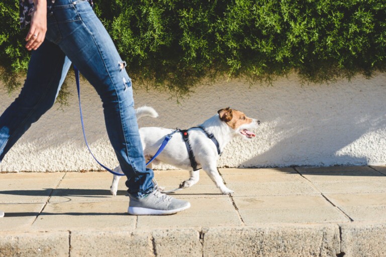 Jak nauczyć psa chodzić przy nodze? Porady eksperta