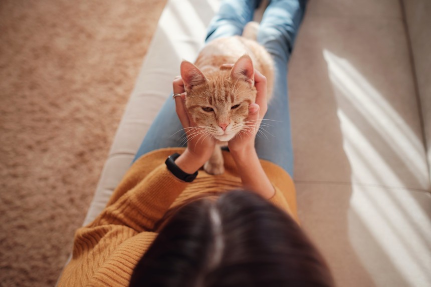 Jak wychować kociaka? Kot siedzi na nogach właścicielki, która go głaszcze.