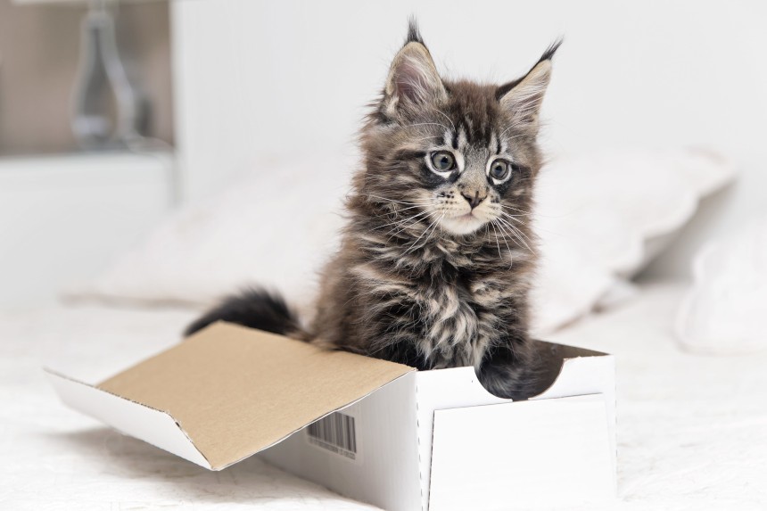Rasa kota maine coon w pudełku.
