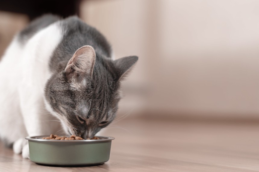 Siemię lniane dla kota - na zaparcia i nie tylko. Kot je karmę z miski.