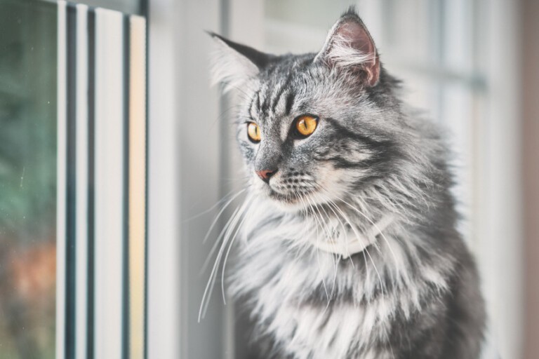 Maine coon – charakterystyka rasy. Jaka karma będzie najlepsza?