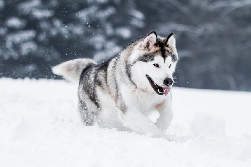 Alaskan malamute, czyli psy dla biegaczy