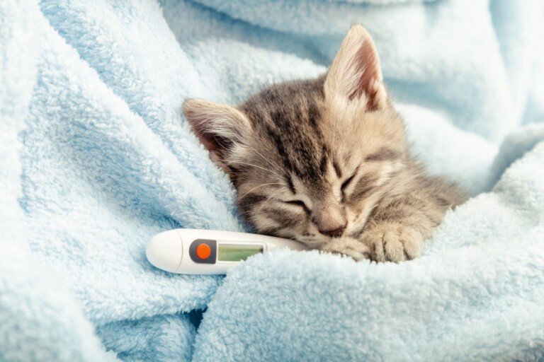 Gorączka u kota – jak ją rozpoznać i jak reagować?