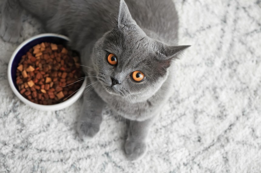 Spirulina dla kota - kot leży obok miski z jedzeniem.