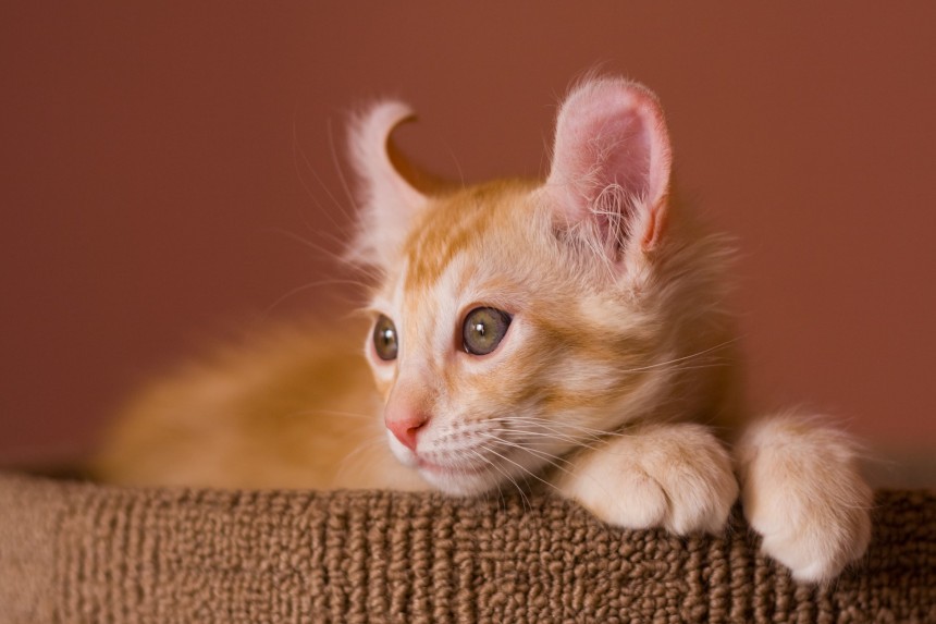 Amerykański curl – kociątko o charakterystycznie wywiniętych uszach.
