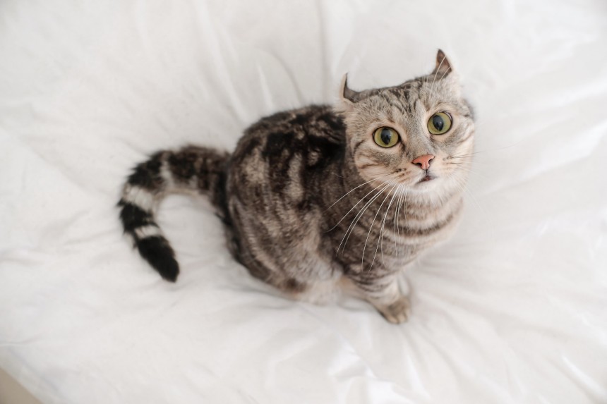 Amerykański curl krótkowłosy – usposobienie. Siedzący na łóżku kot, który patrzy w obiektyw.
