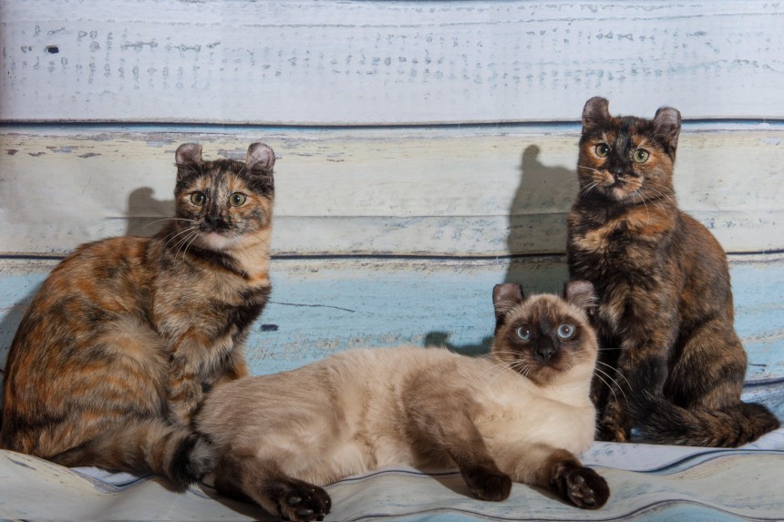 Amerykański curl w Polsce. Trzy koty tej rasy siedzące razem.