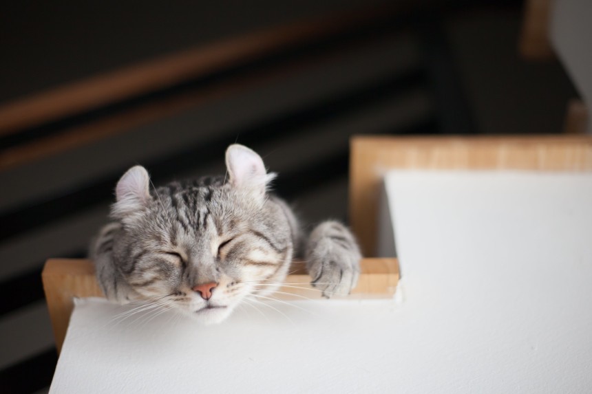 Jaki charakter ma curl amerykański? Kot odpoczywający na schodach.