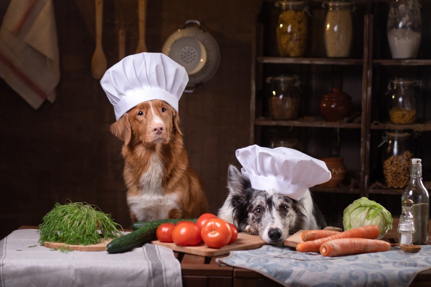 CZy pies może jeść kalarepę? Psy przebrane za kucharzy, otoczone przez warzywa.