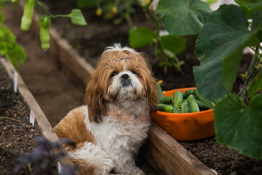 Czy pies może jeść kiszone ogórki? Pies w szklarni z ogórkami.