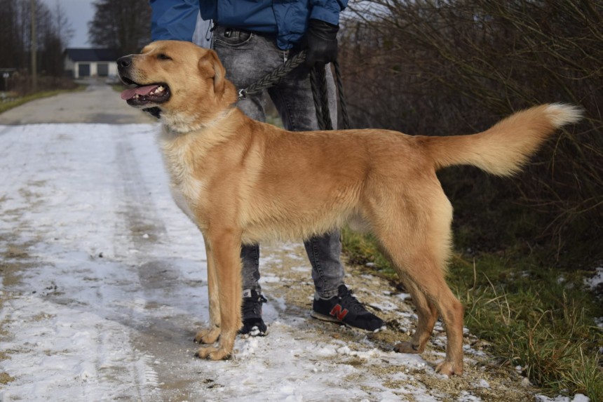 Na zdjęciu Hamis - duży pies do adopcji. 