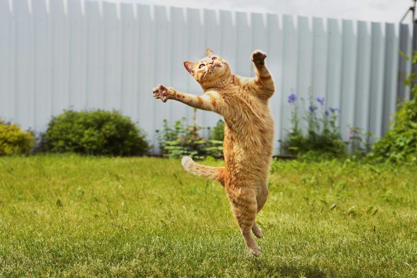 Jak odstraszyć koty z ogrodu? Kot skaczący po zielonej trawie.