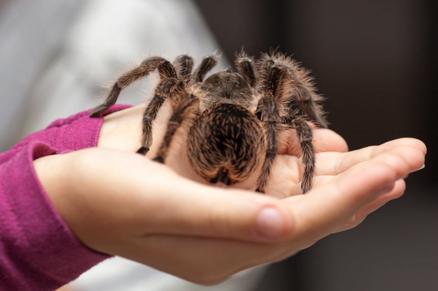 Jaki jest największy pająk na świecie? Osobnik na ludzkich dłoniach.