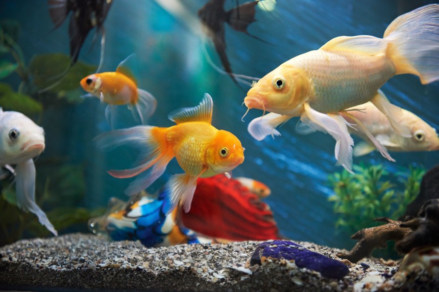 Karmniki dla ryb akwariowych – jakie wybrać? Różnokolorowe ryby każdego gatunku.