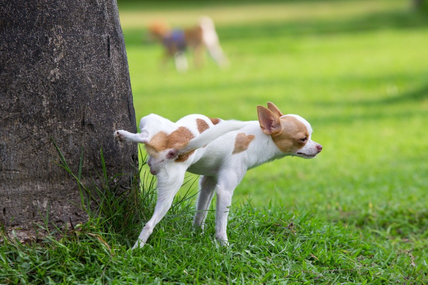 Pies podnosi tylną łapę podczas oznaczania terenu na drzewie.