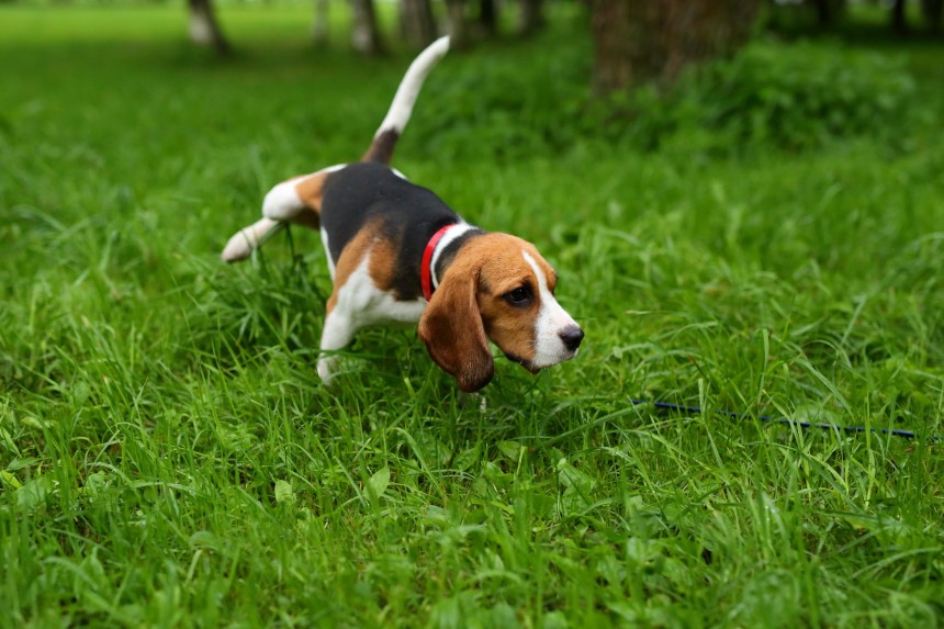 Pies podnosi tylną łapę, sikając na trawę.