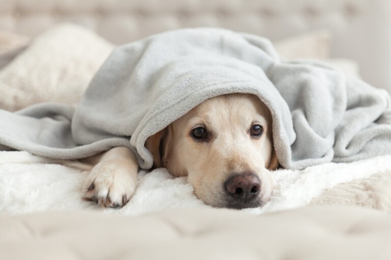 Lękliwy pies ze schroniska – jak pomóc zwierzakowi po przejściach?