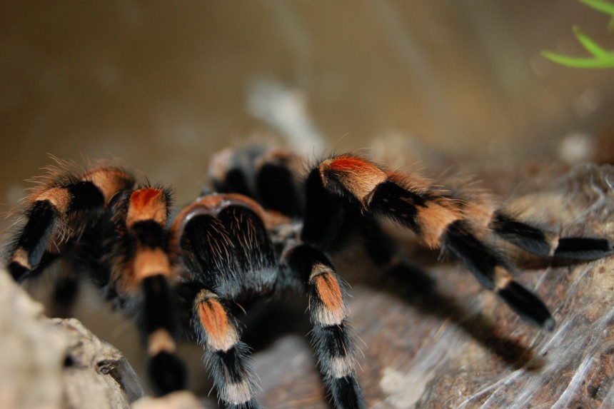 Czy największy pająk na ziemi jest agresywny? Groźna sylwetka ptasznika.