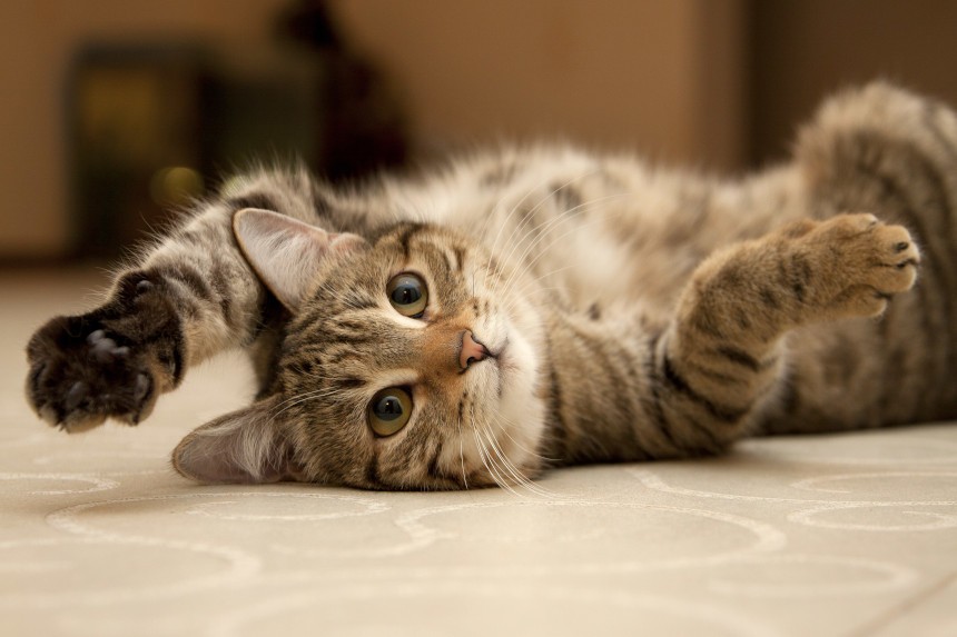 Odstraszanie kotów to tylko środek wspomagający terapię behawioralną. Kot podczas zabawy.