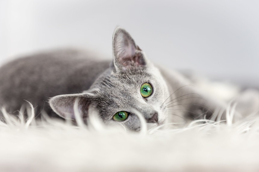 Odstraszanie kotów – czy istnieją niepożądane skutki? Leżący kot wpatruje się w obiektyw.