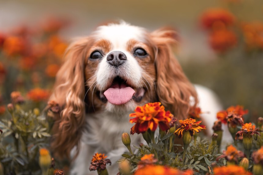 Pies cavalier – usposobienie rasy. Pysk psa wśród kwiatów.