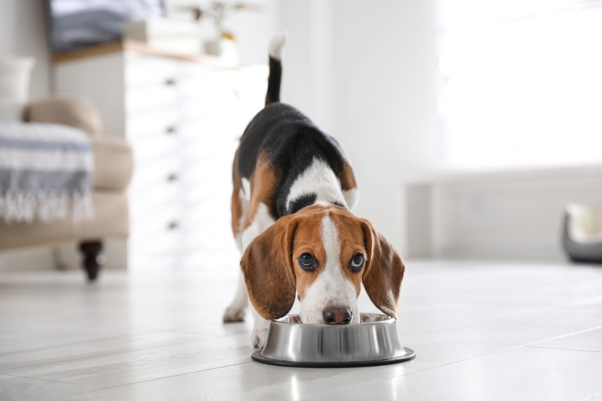 Pies a kalarepa? Co jeśli ją zje? Beagle podczas jedzenia patrzący znad miski. 