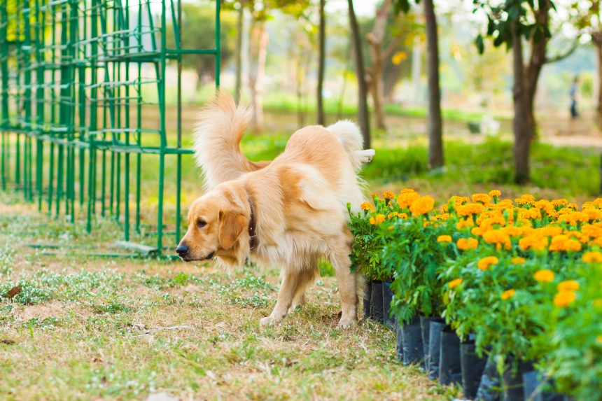 Od kiedy pies podnosi nogę do sikania? Pies sika na kwiaty.