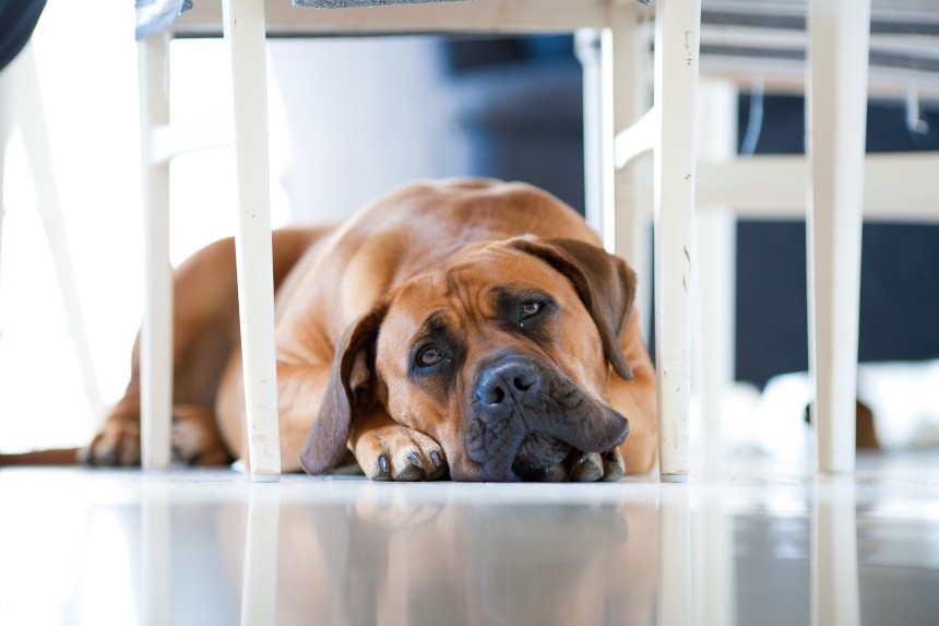 Jak postępować z psem po przejściach? Pies leży pod krzesłem.