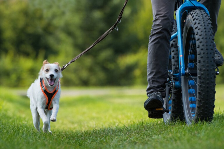 Aktywny pies – na rowerze z opiekunem! O czym pamiętać?