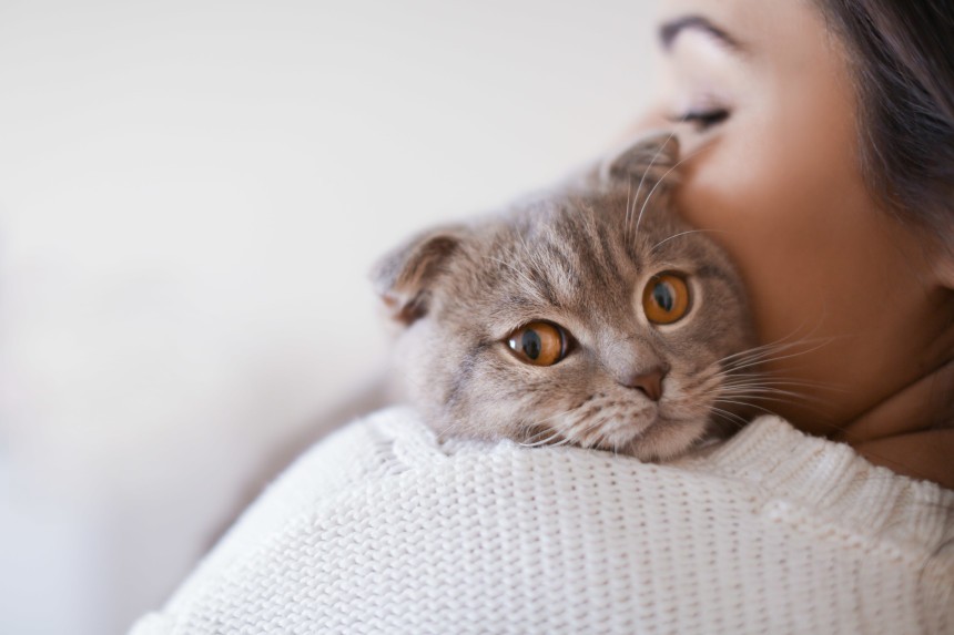 Czy tasiemce u kota są niebezpieczne dla człowieka? Kot w uścisku swojej pani.