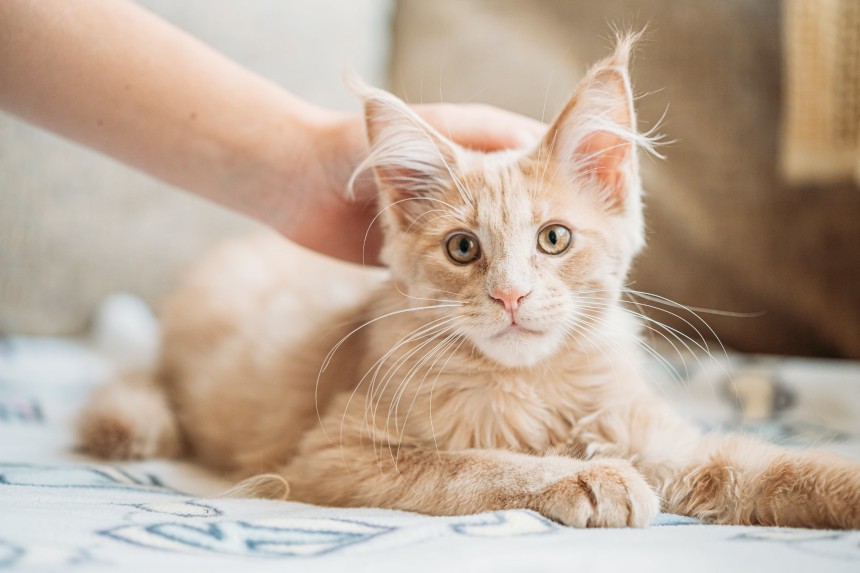 Ubezpieczenie dla kota - portret młodego, rudego kota.
