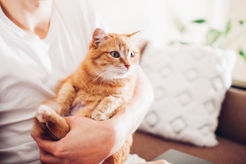 Ubezpieczenie na kota - rudy kot na rękach właściciela.